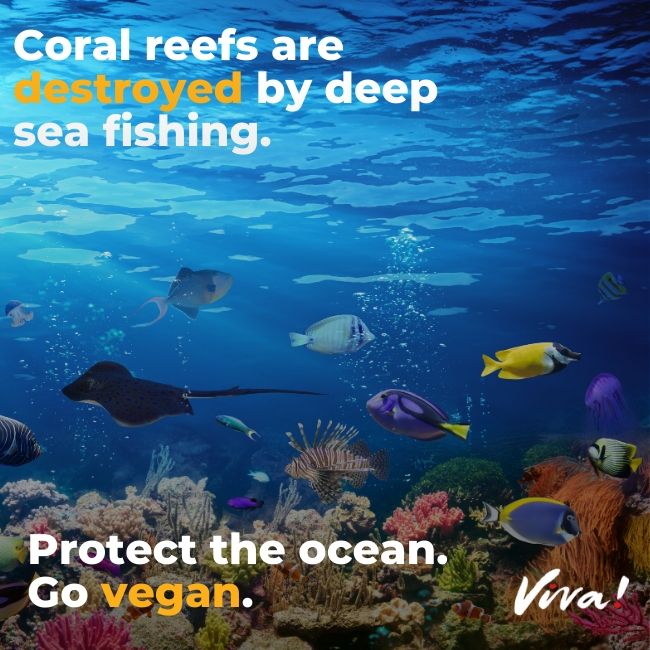 Beautiful and vibrant coral reefs
