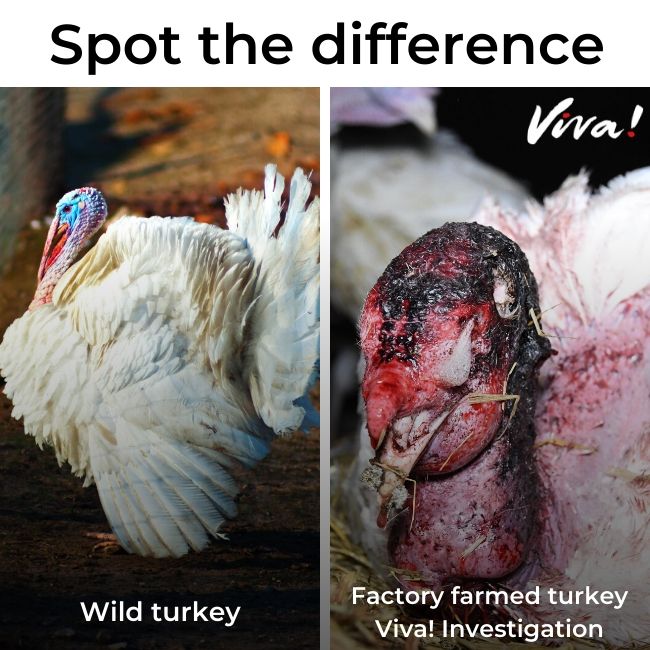 Healthy wild turkey on the left and injured, sick turkey on the right