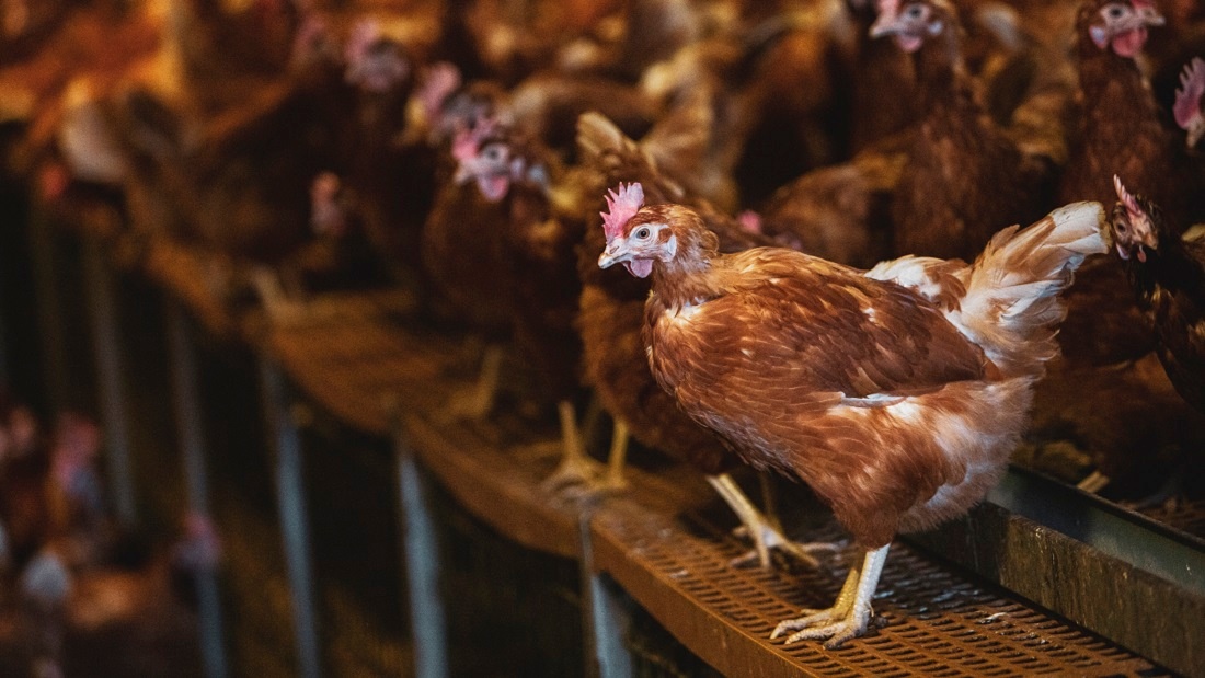 How Egg-laying Hens Are Farmed and Killed | Viva! The Vegan Charity