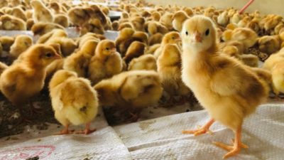 How Egg-laying Hens Are Farmed and Killed | Viva! The Vegan Charity