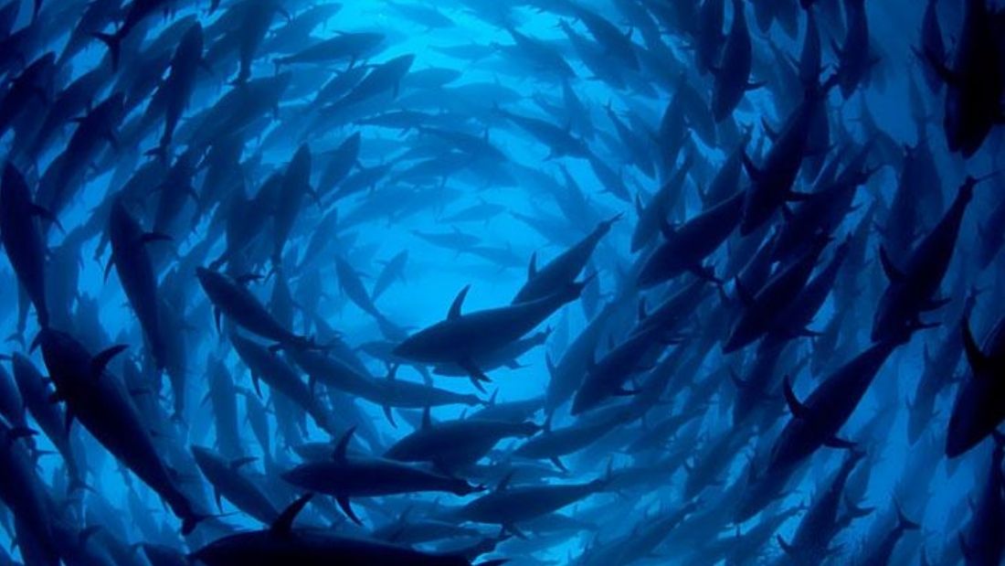 Bluefin tuna