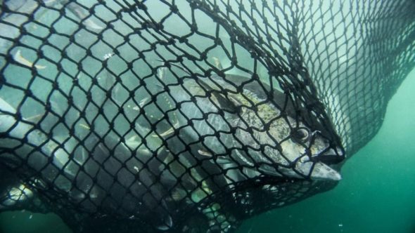 Yellowfin tuna in a net