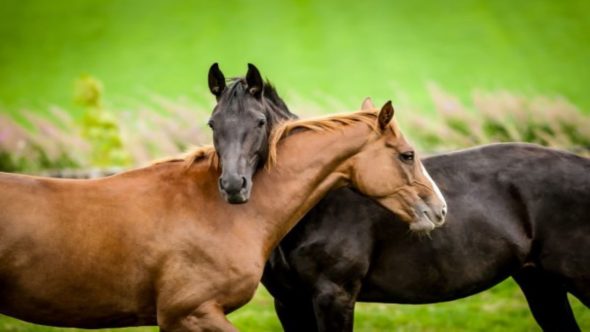 Horses bond in wild