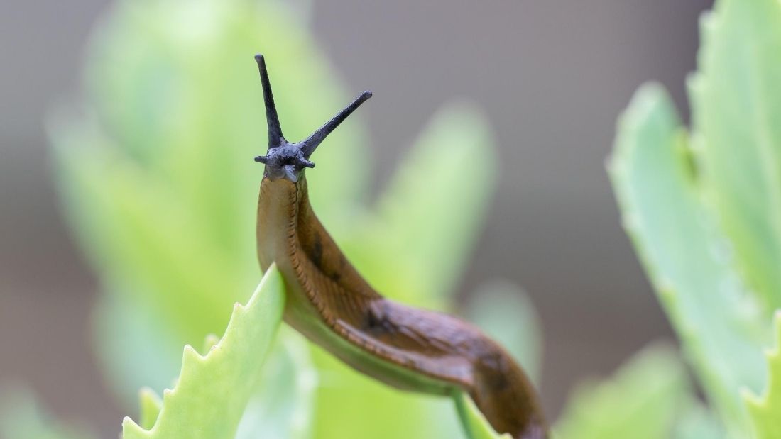 slug on leaf