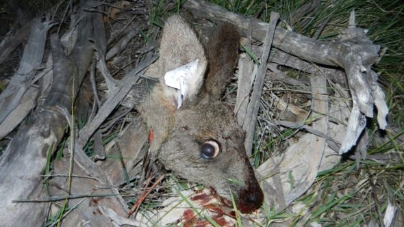 Decapitated kangaroo