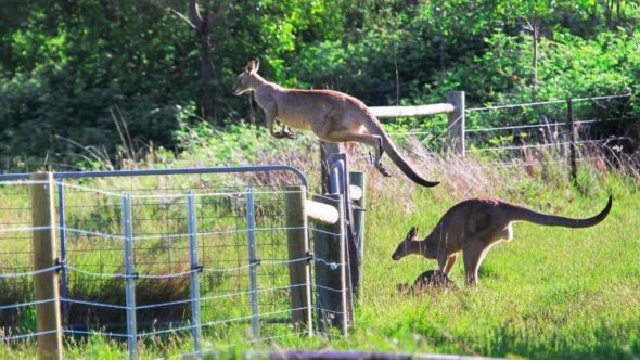 Kangaroo jumping fence