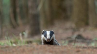 badger peering over mound in forest