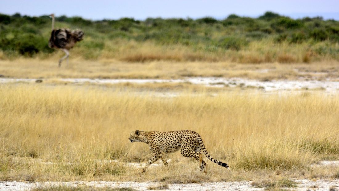 cheetah hunting an ostrich