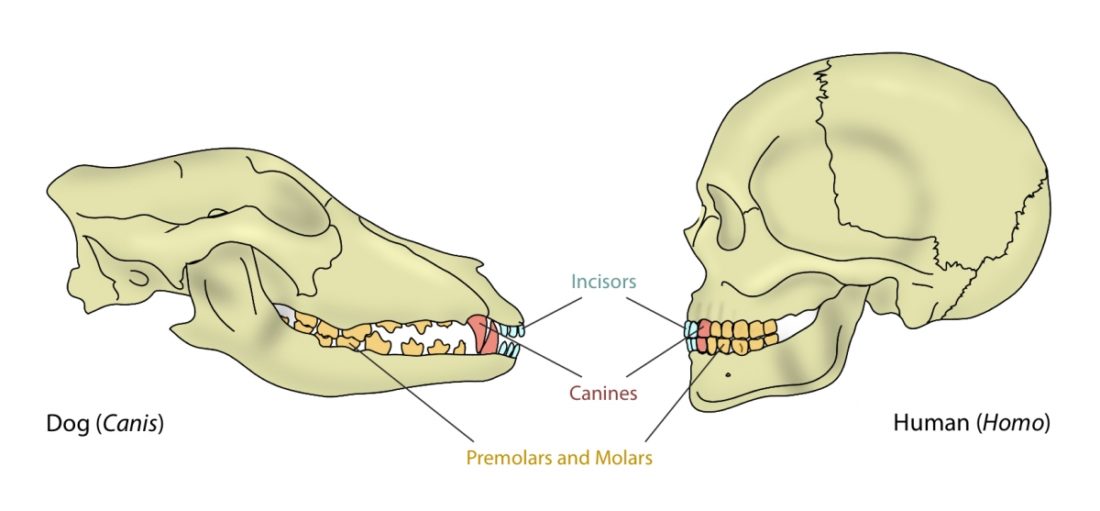 carnivore teeth diagram