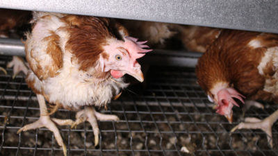 Cracked - introduction