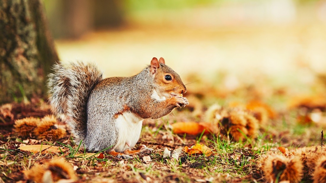 squirrel in autumn scene