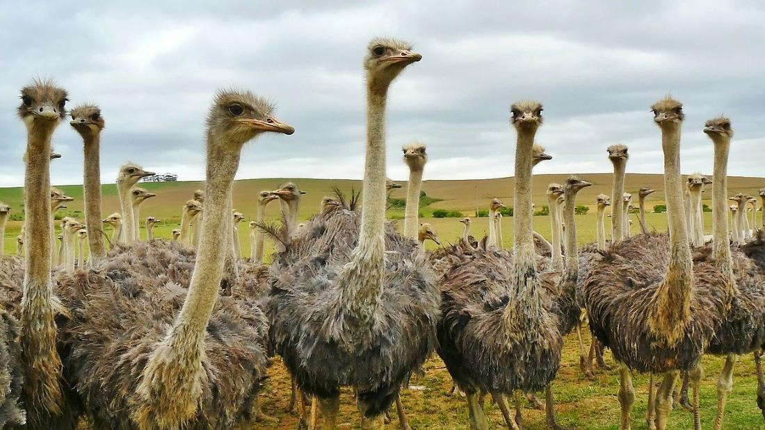 flock ostriches