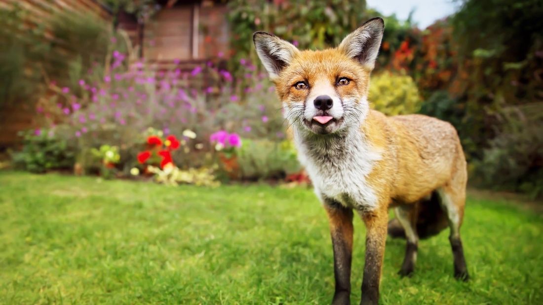fox in a garden with its tongue poking out
