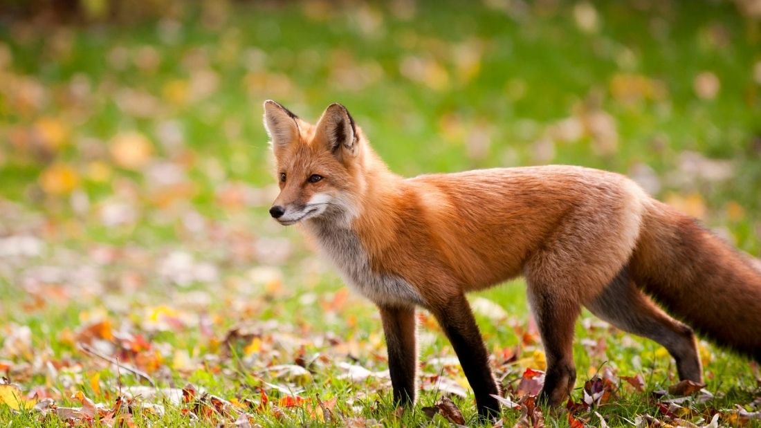 fox standing on grass