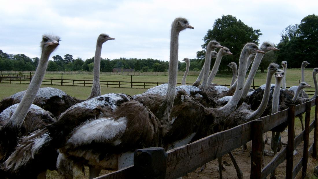 ostriches behind fence with feathers pecked off their backs