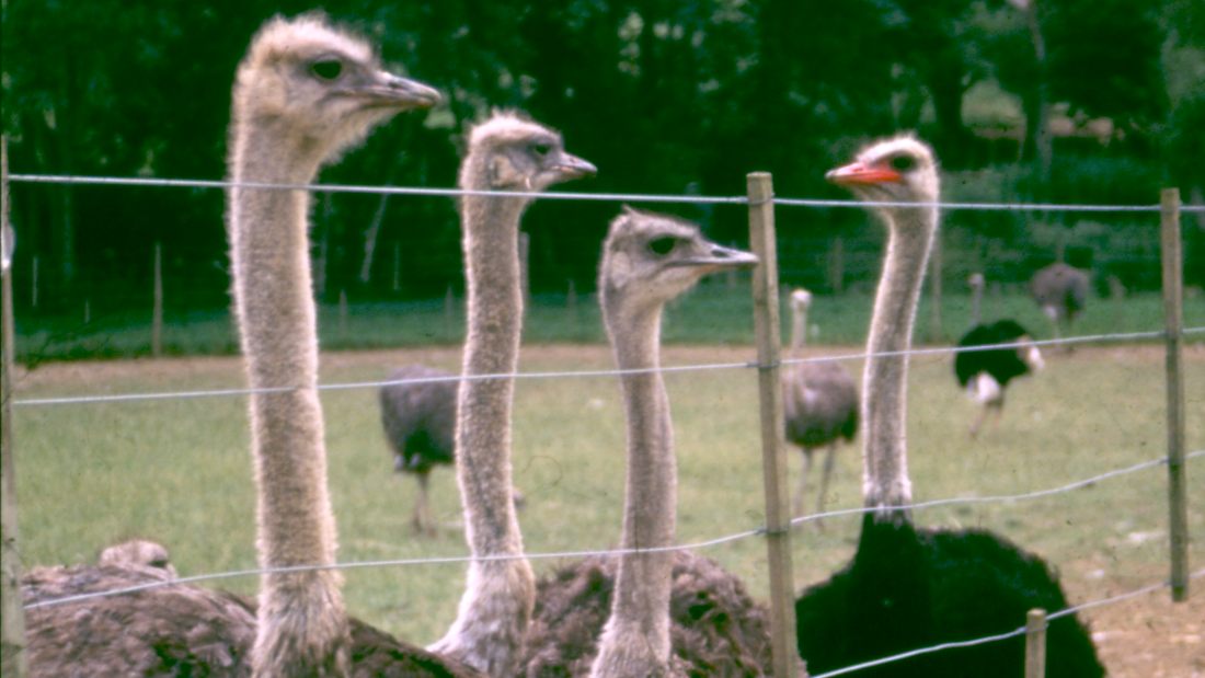 ostriches behind fence