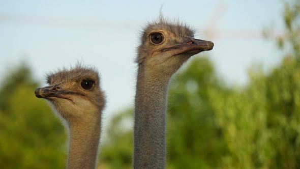 two ostriches looking to the side
