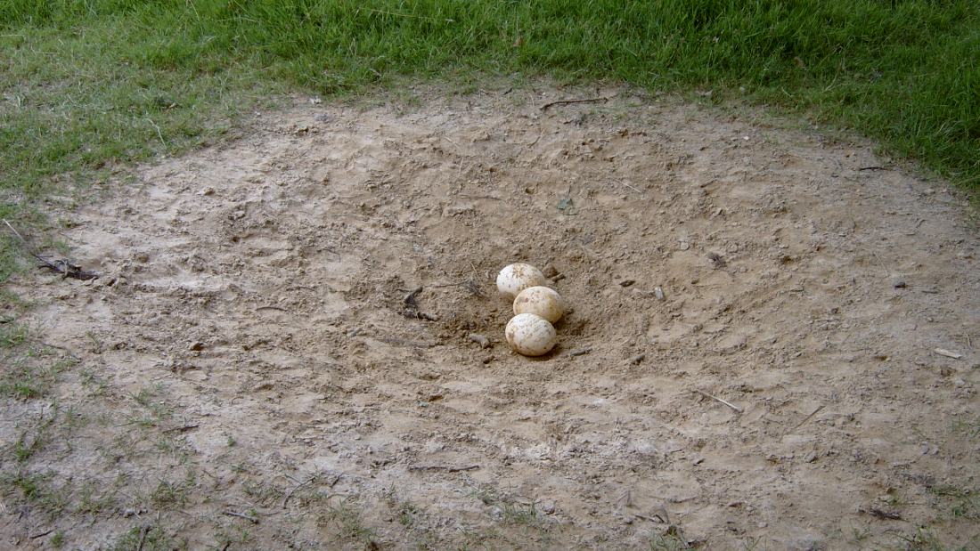 ostrich eggs on ground