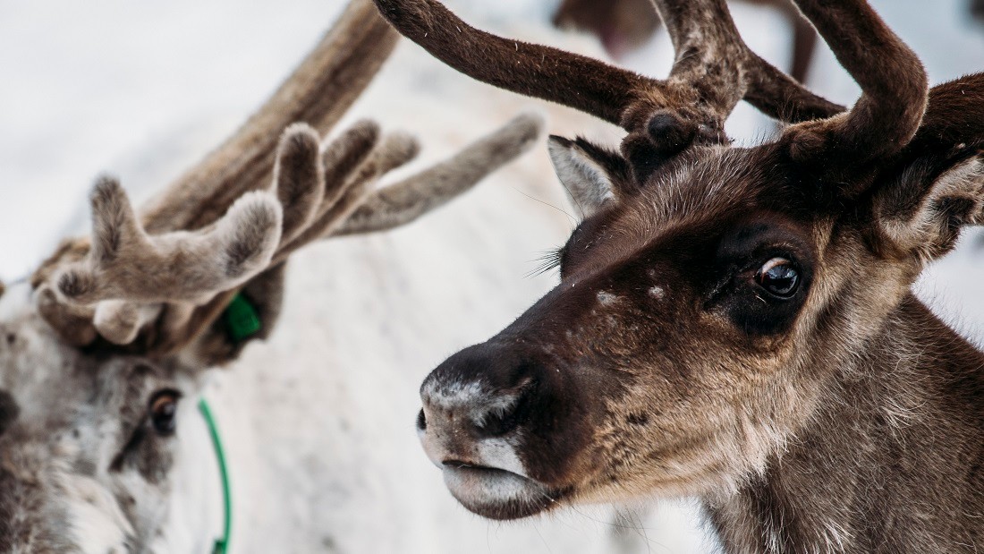 Reindeer | Viva! The Vegan Charity
