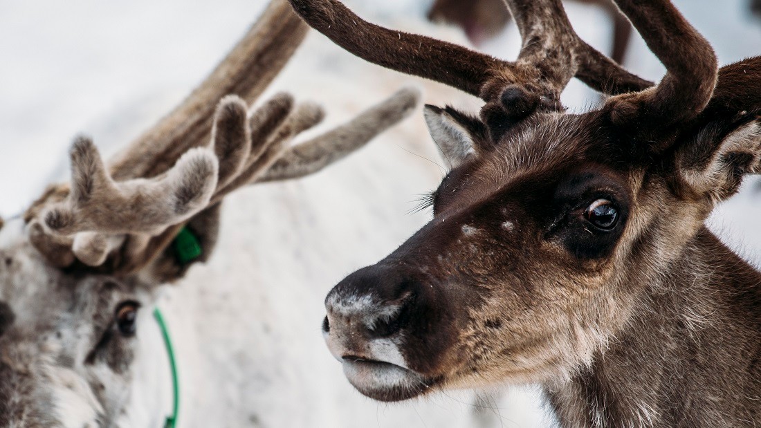 50 Fascinating Facts About Reindeer: 2023 Edition! - AtOnce