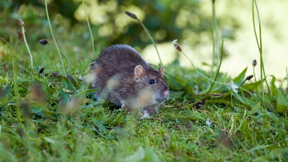 rodent on grass