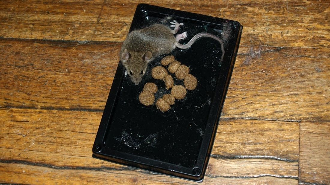 rat on a rodent trap
