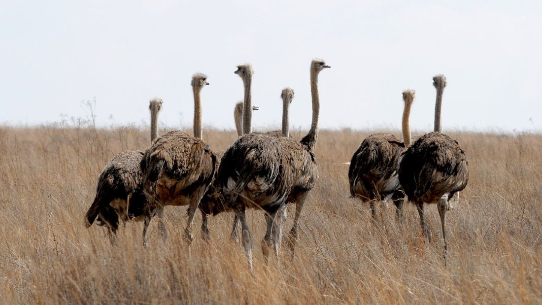 flock of ostriches in south africa