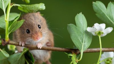 https://cdn.viva.org.uk/wp-content/uploads/2020/08/wild-rodent-400x225.jpg