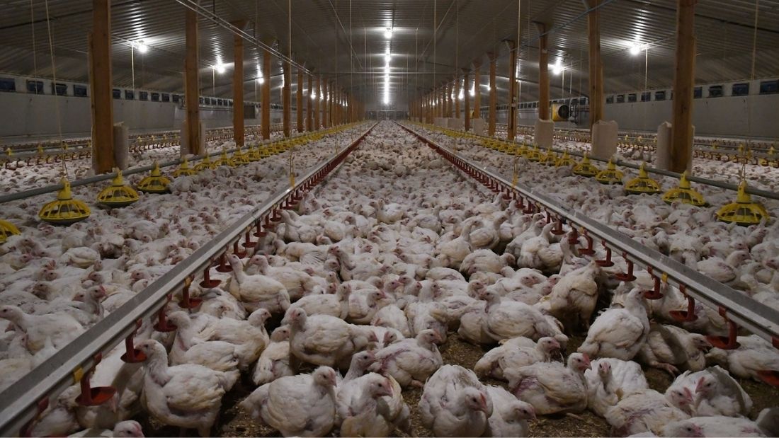 Broiler Chicken Farming in the UK Viva! The Vegan Charity