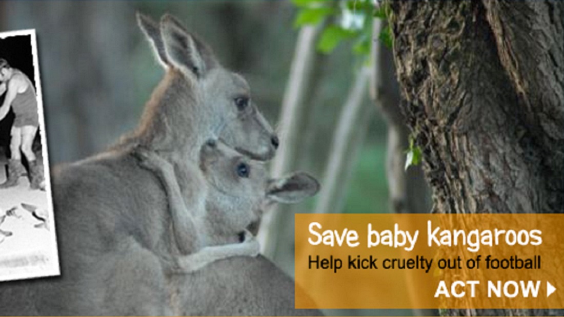 Adidas Kangaroo Campaign | Viva! Vegan Charity