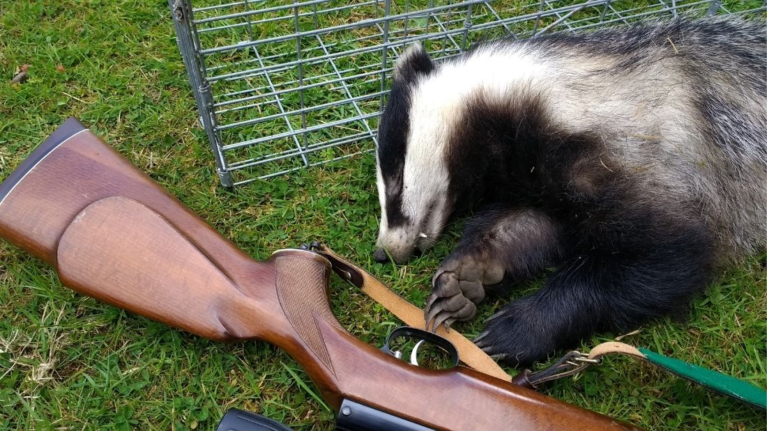 Shot badger