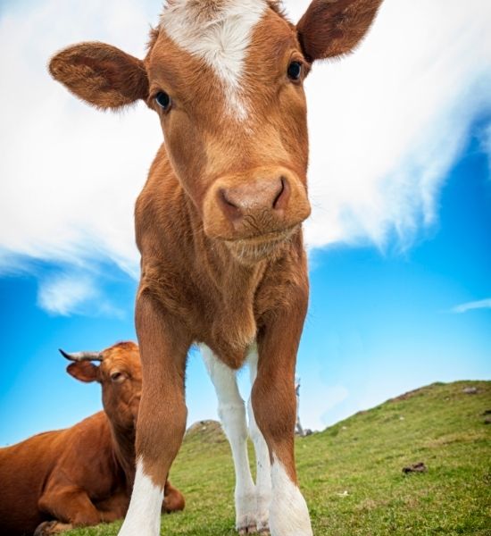 Beef cattle | Viva! The Vegan Charity