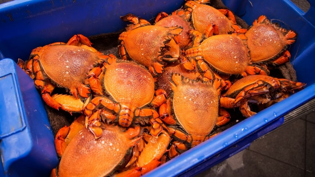 Crabs transported in box
