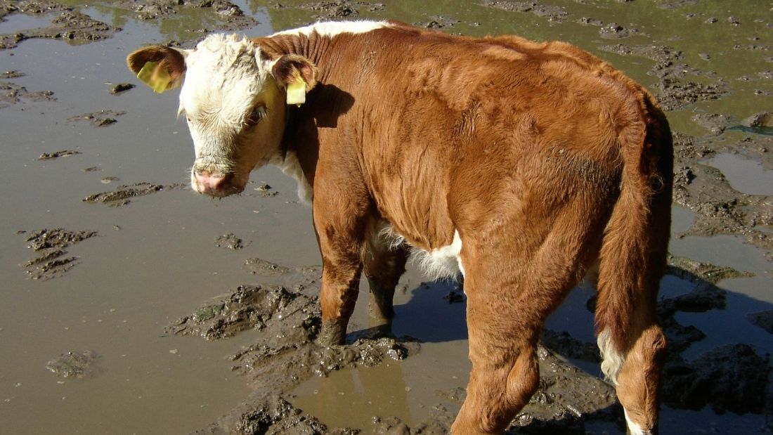 Cow in slurry
