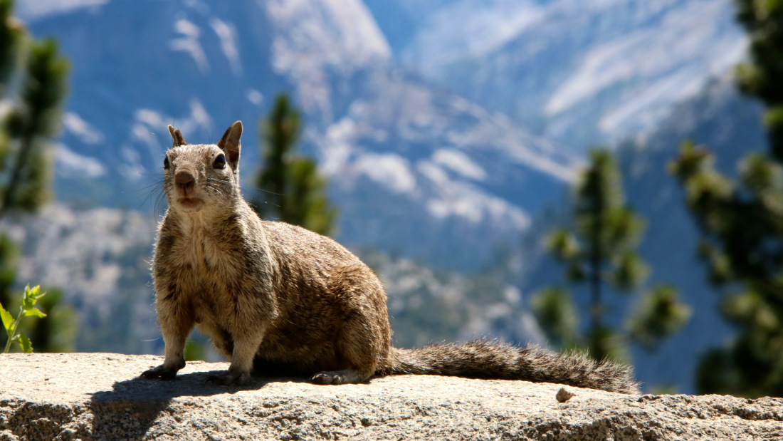 Alpine squirrel
