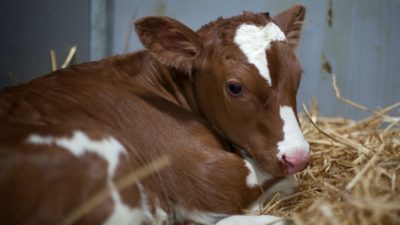 Calf reared for veal