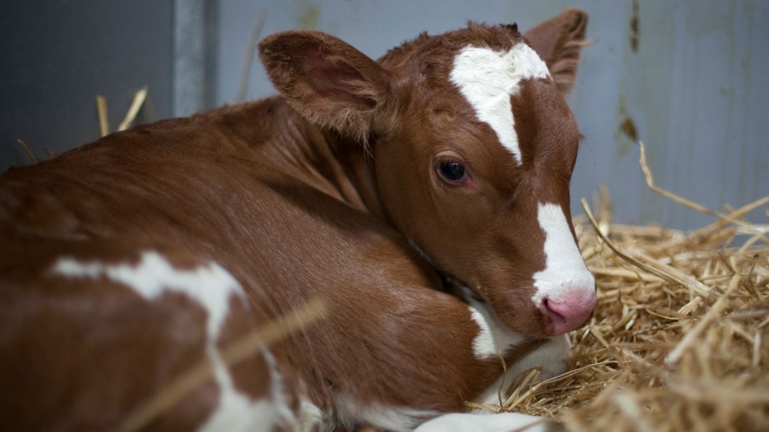 Calf lying down