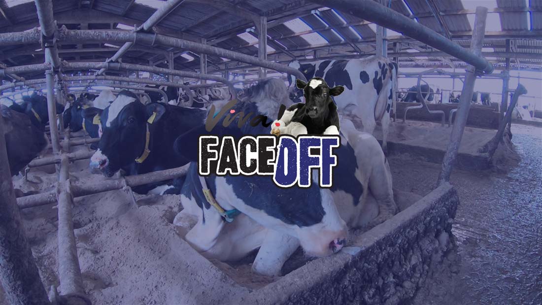 Dairy farm banner