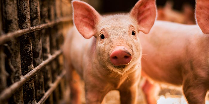 Donate pig