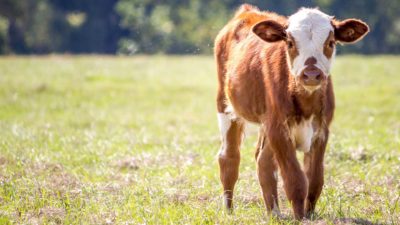 Cow