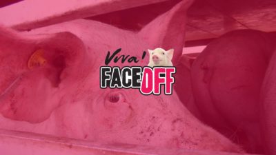 Face off pigs banner