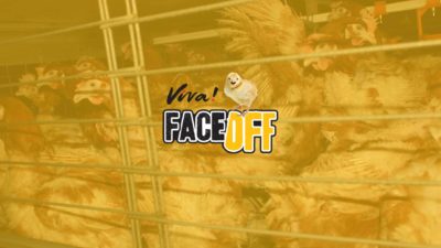 face off eggs banner
