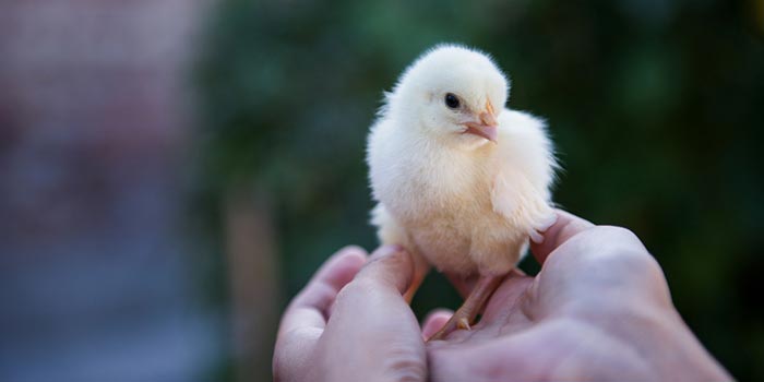 Happy chick