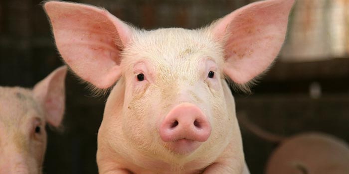 Happy pig