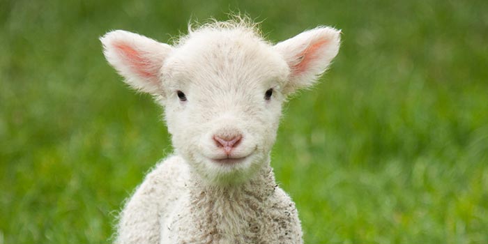 Happy Sheep
