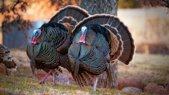How Turkeys Are Farmed and Killed