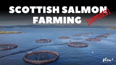 Scottish Salmon Investigation