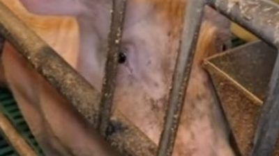 pig behind bars on calvsley farm
