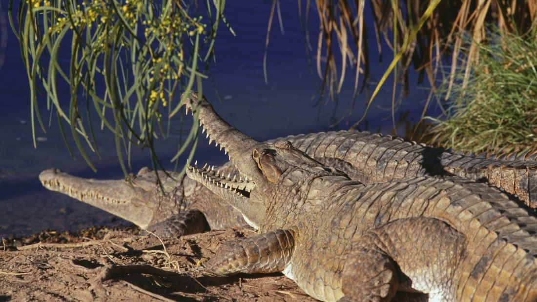 Two crocodiles in the wild