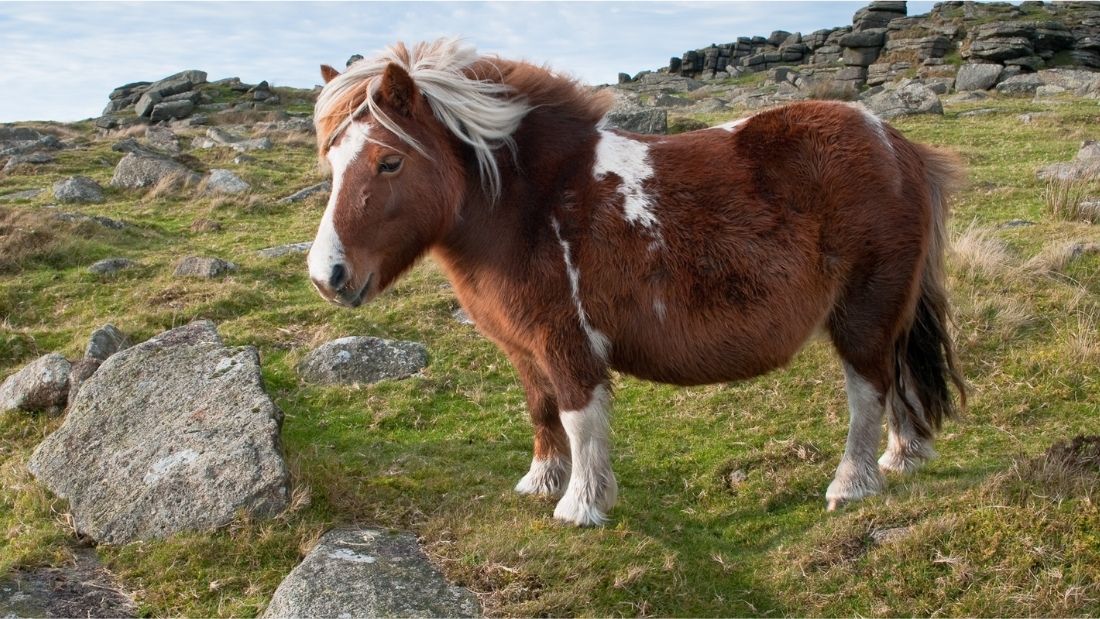 A Dartmoor pony on Dartmoor